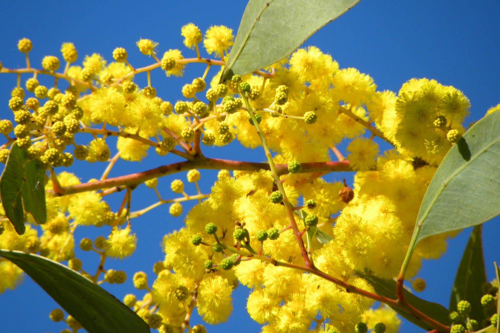 Ubobo Flowers Lovely Golden Wattle