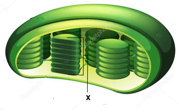 Perhatikan gambar kloroplas berikut. Hasil fotosintesis yang terjadi