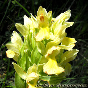 Garganistan Gargano Orchidee Anacamptis