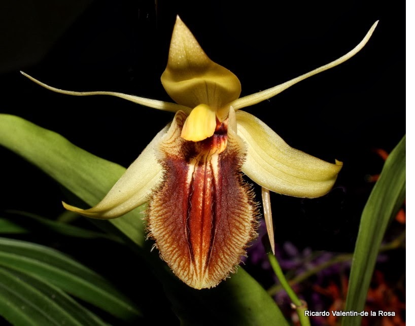 Ricardo's Blog, Coelogyne ovalis