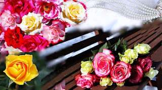 Gambar Bunga Mawar Kuning Background Cantik Gambar Bunga Mawar Kuning Background Cantik