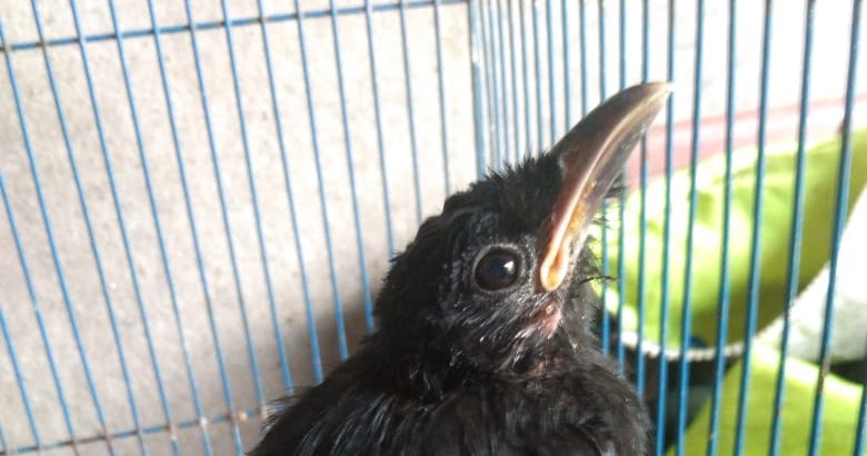 Cara Merawat Burung Awar Awar Srigunting Jambul Untuk Masteran