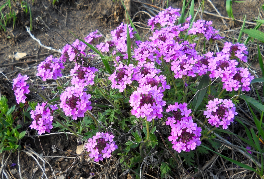 Garden Musings Vervain Epiphany Garden Musings Vervain Epiphany