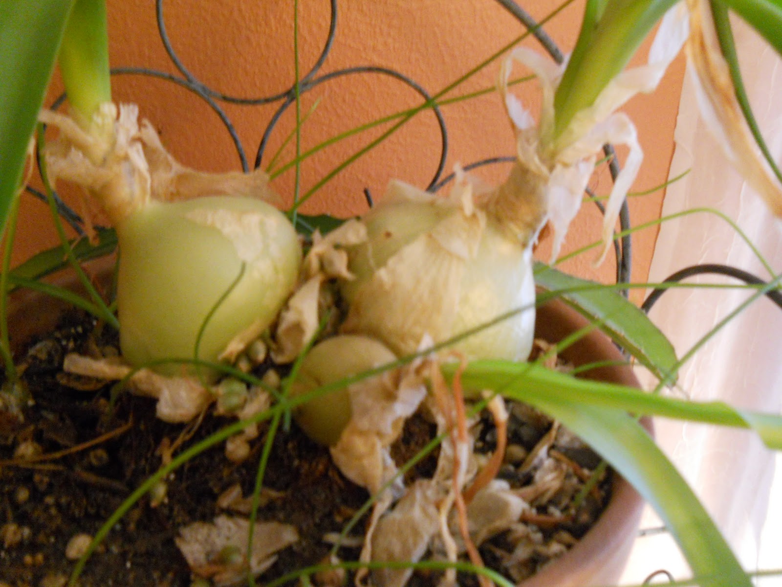 Ye Olde Crones Gazette Pregnant onions............