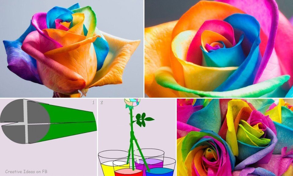 ShowMe Nan Rainbow Roses