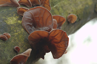 jamur kuping liar tumbuh di kayu, wood ear