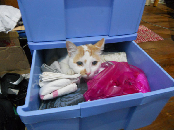 S. A. T. O. Manfaat Steril Kucing Rumahan