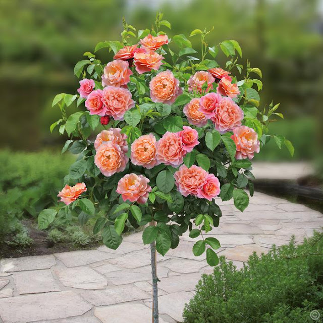 Giống hoa hồng thân gỗ sang chảnh giá rẻ