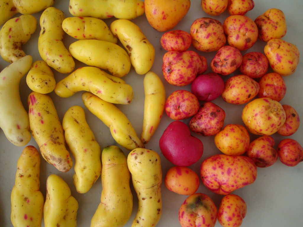 Best fresh Mejor fresco! El OLLUCO,