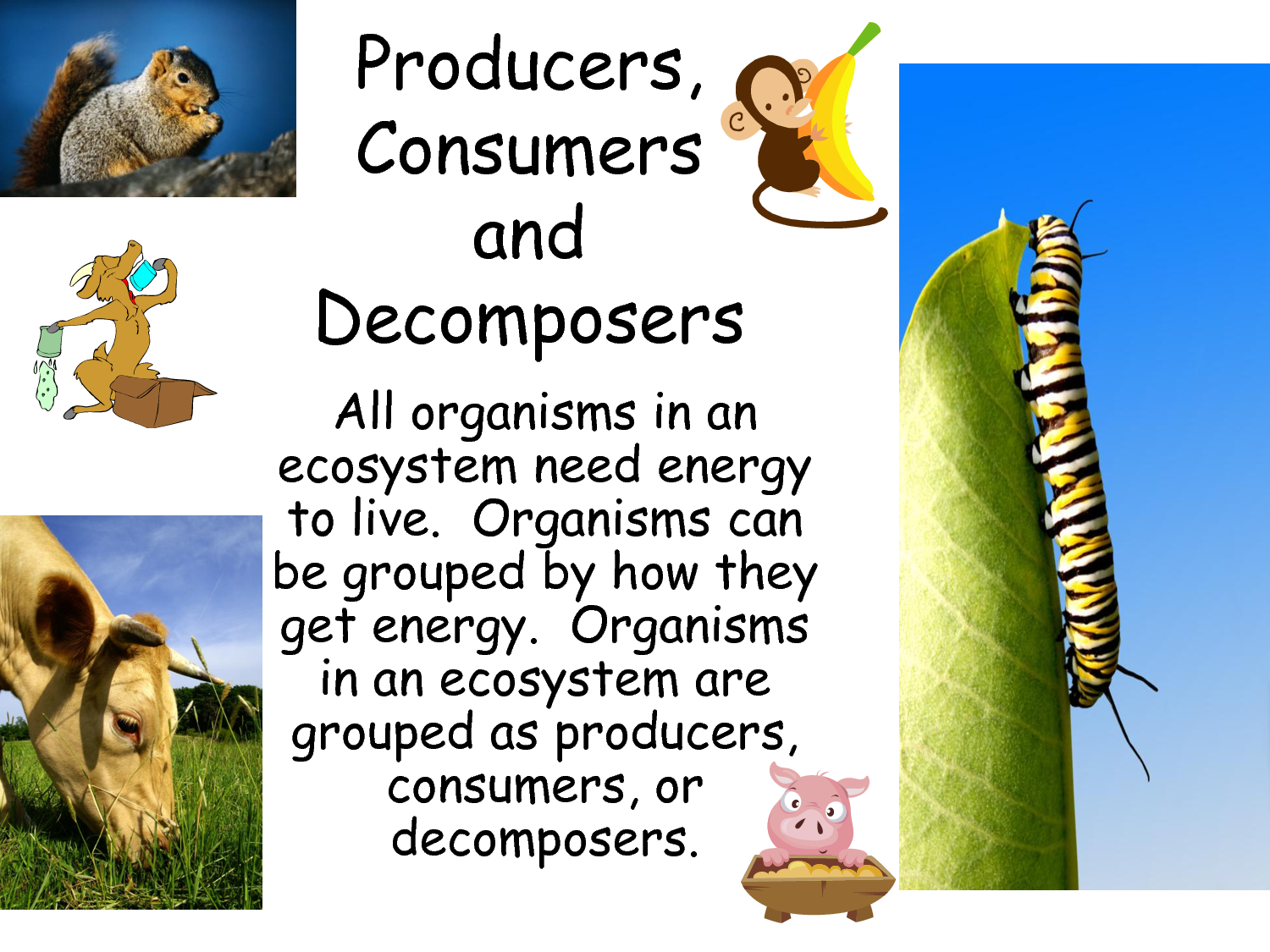 Science online: The type of the living organisms according to their feeding