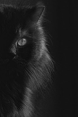 ShowMe Nan: Black Cat