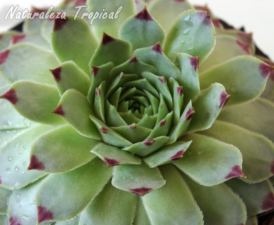 Roseta típica de la suculenta Sempervivum calcareum