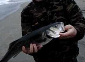 Il Periodo Della Spigola migliore periodo per pescare la spigola