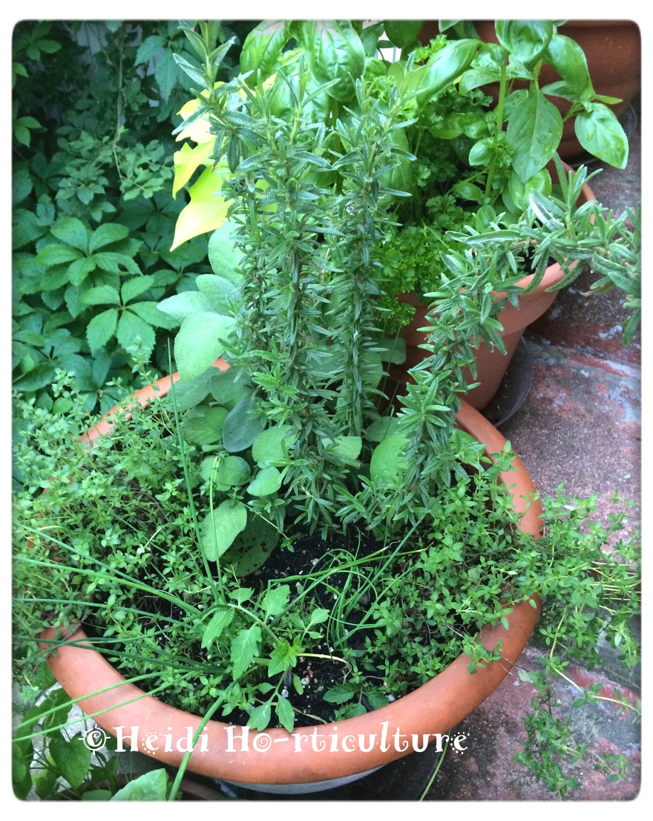 Heidi Horticulture DIY Making Your Own Potting Soil for Herb Containers