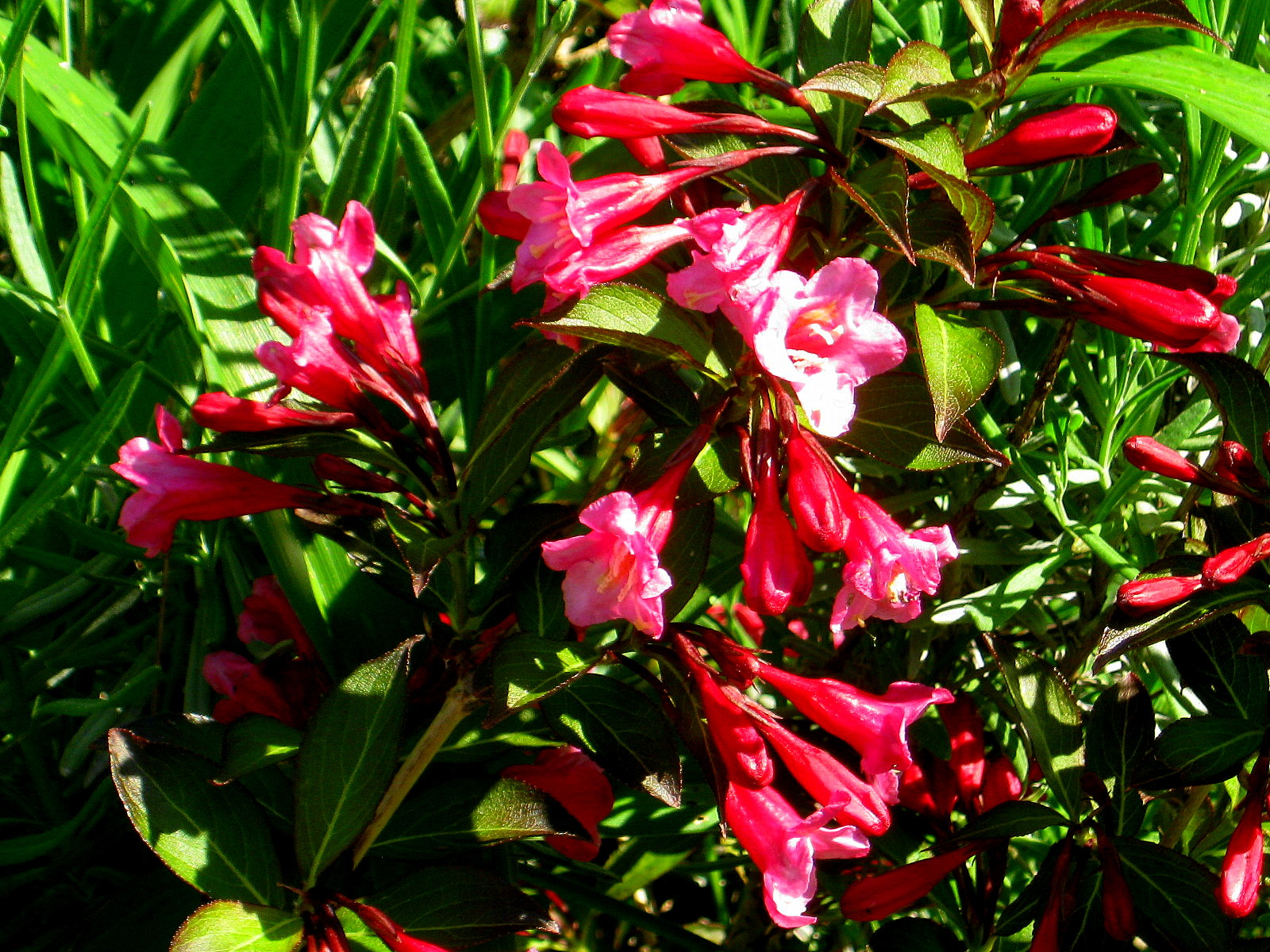 The Lazy Gardener Blooming in the Garden Weigela and More!