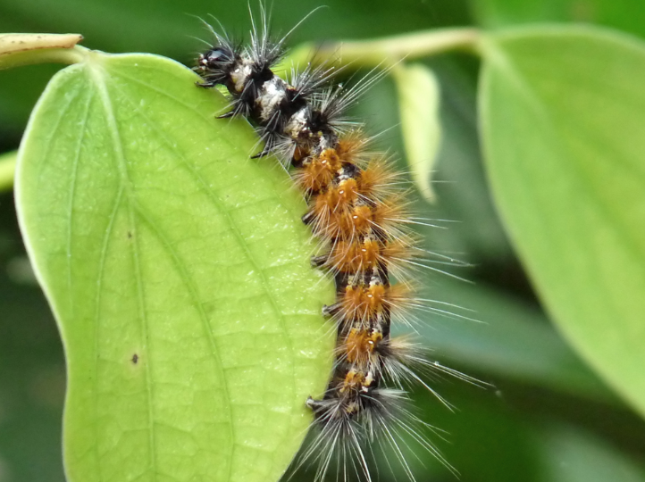 Jute Hairy caterpillar,Jute Semilooper, Jute Stem Weevil/Jute Apion