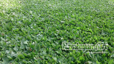 Tukang taman Surabaya Jual Rumput Gajah Mini Variegata