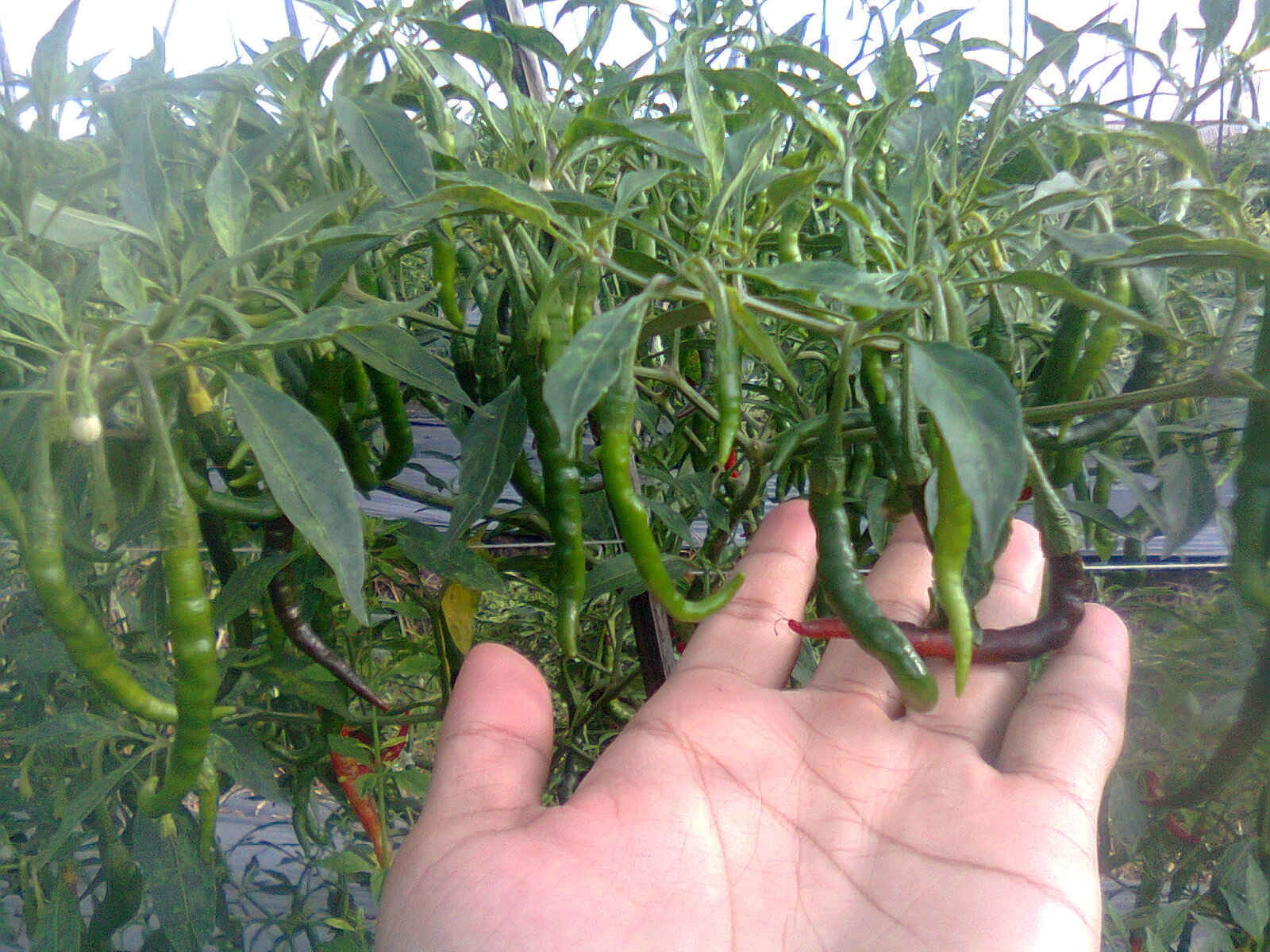 Terkeren 29+ Gambar Tanaman Cabe Umur 2 Minggu