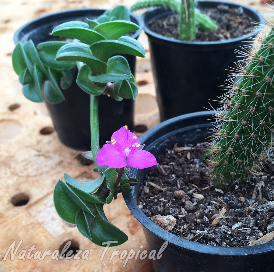 Propagación rastrera y floración de la planta suculenta Tradescantia navicularis (sin. Callisia navicularis)