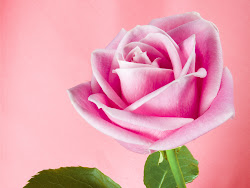 pink rose roses meaning background flower flowers single wallpapers rosa pc google