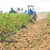 Agricultores de la zona cañera denuncian CAC trata de destruir sus siembras
