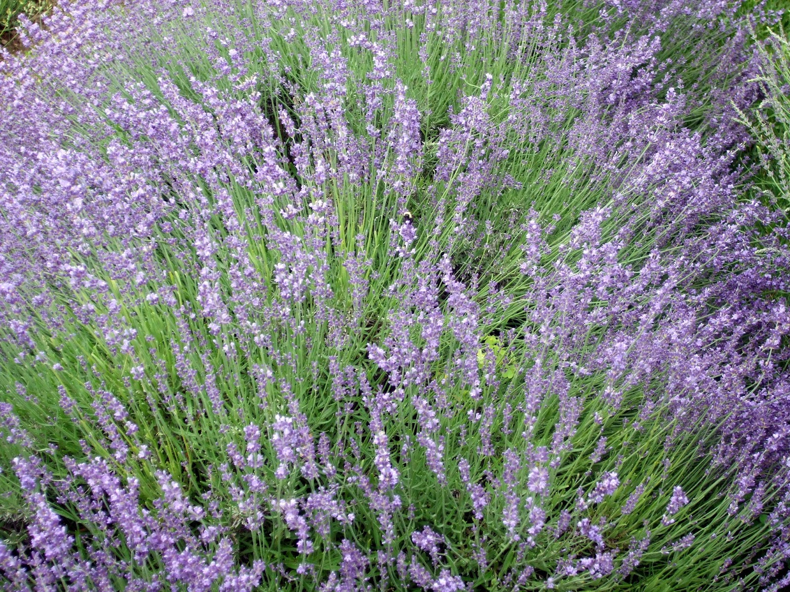 Rosemary's Sampler Carousel Lavender Farm