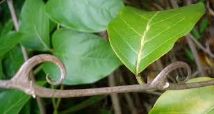 Caracteristicas De La Planta Medicinal Uña De Gato - Plantă Blog