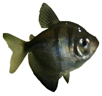 Peixe Tetra Caracteristicas E Especies De Peixe Tetra Klima Naturali