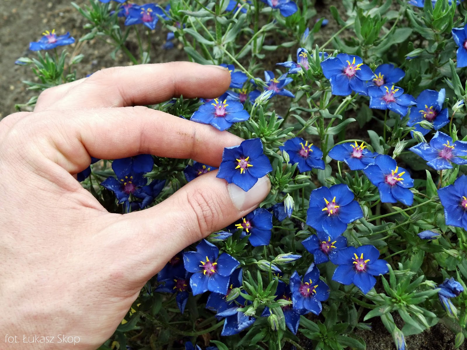 Niebieskie Kwiaty Polne Ciete Ogrodowe Bez Ogrodek Blog Ogrodniczy