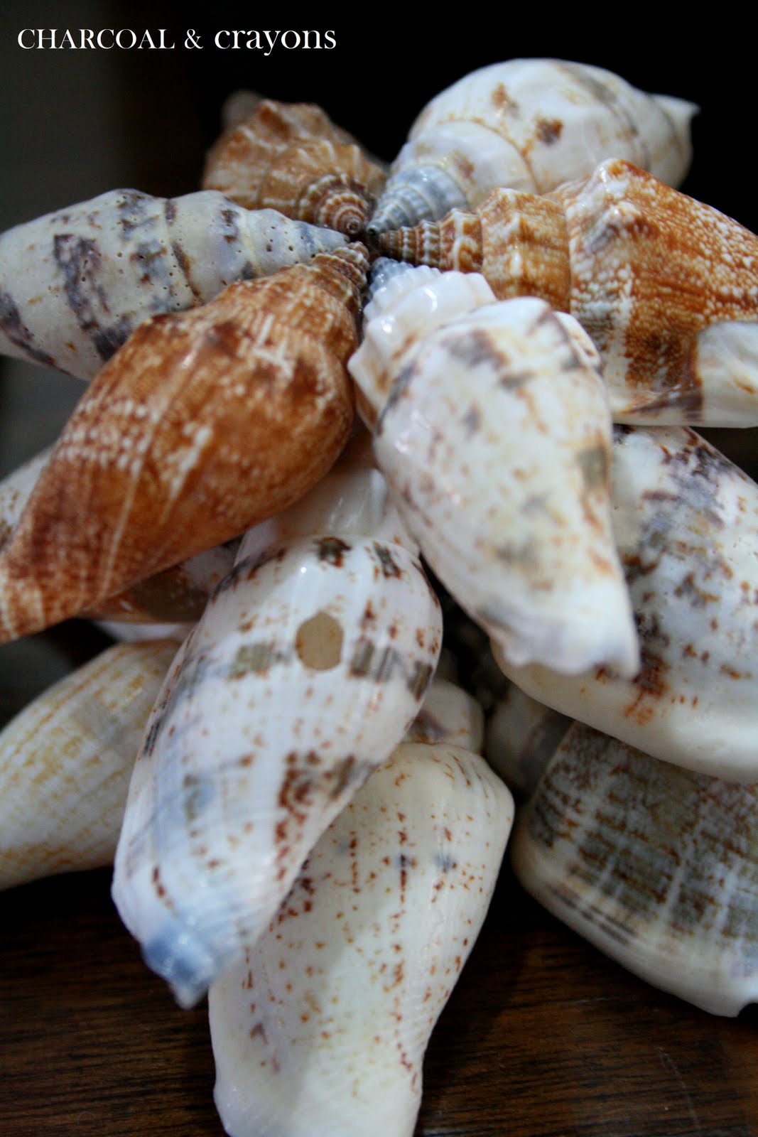 Charcoal and Crayons: Super Simple Seashell Stars