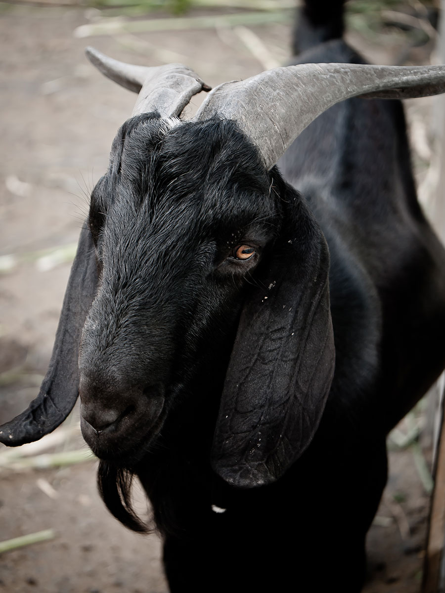 Signature Black Goat Milk