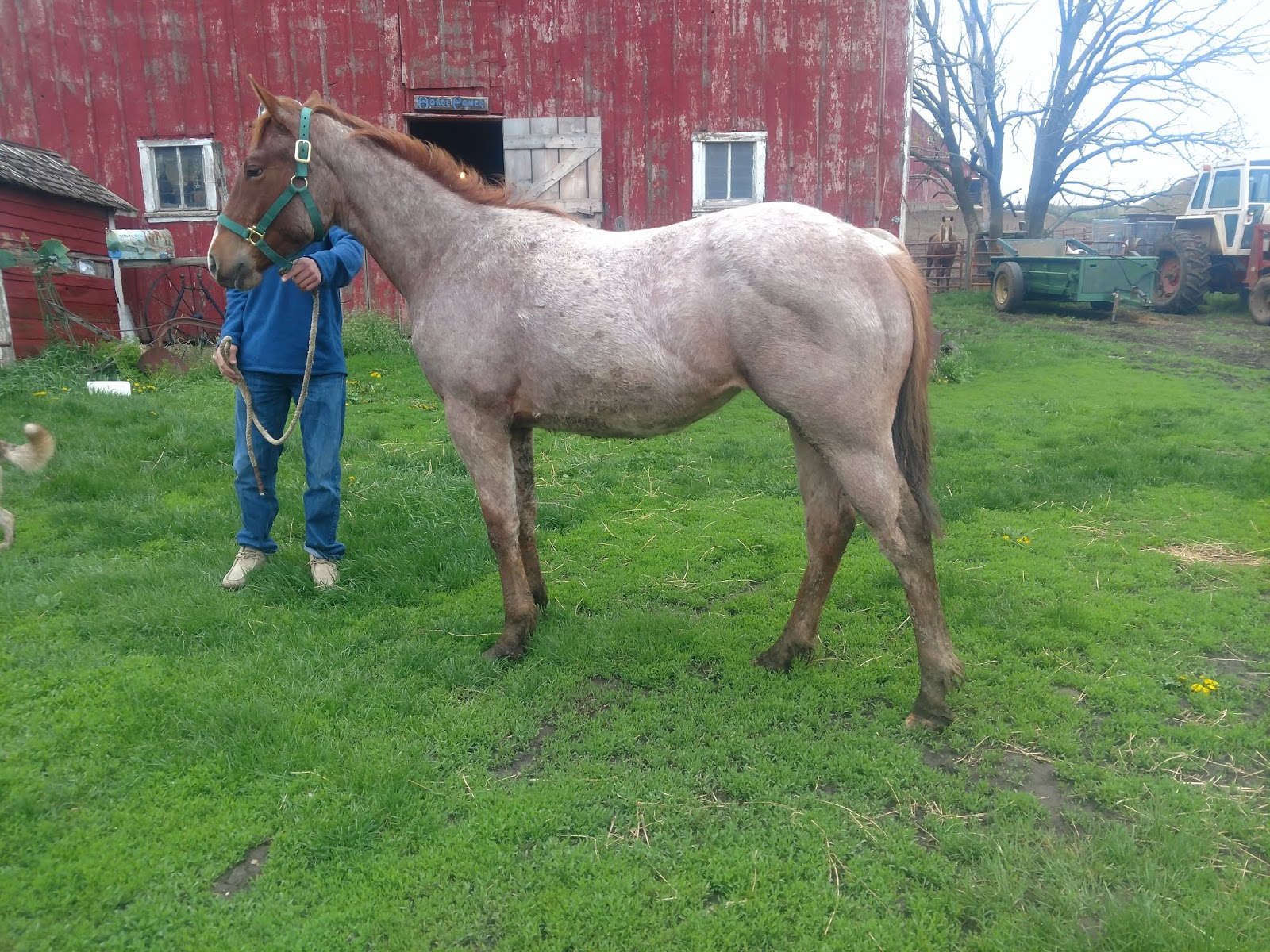 Windy Creek Quarter Horses Two great 2 year olds for sale