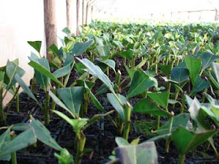 Trasplante de plantulas pdf viewer