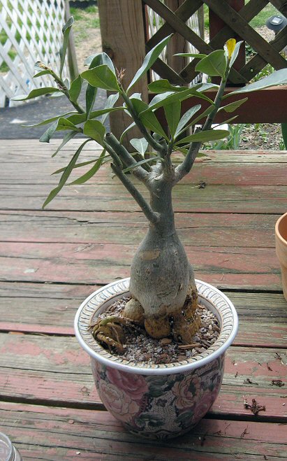 Plants & Such: Repotting the Desert Rose