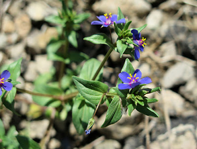 Hierba de la pulmonía (Anagallis foemina) flor silvestre azul