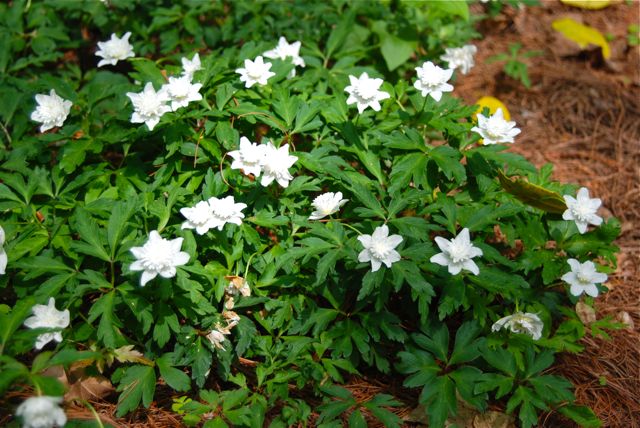 One of my favorites: little white Anemone nemorosa 'Alba Plena'.