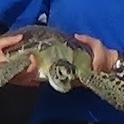 8 Charged With Trading In Sea Turtles For Human Consumption