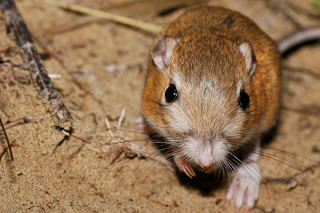 Image of Kangaroo Rat