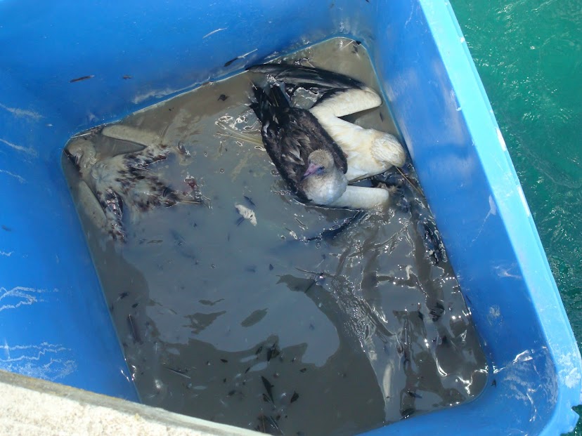 All Hawaii News Tsunami debris washing up, molasses spill to cost