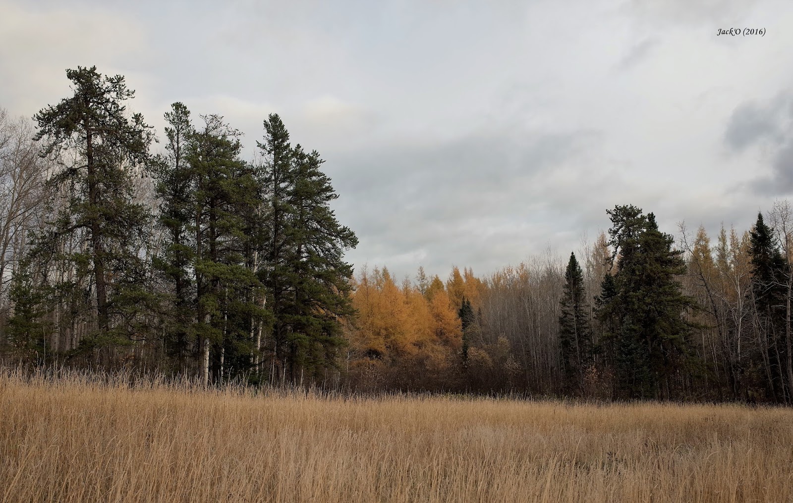 L'OEIL AU VERT AUTHIERNORD (ABITIBIOUEST). 22 oct. 2016