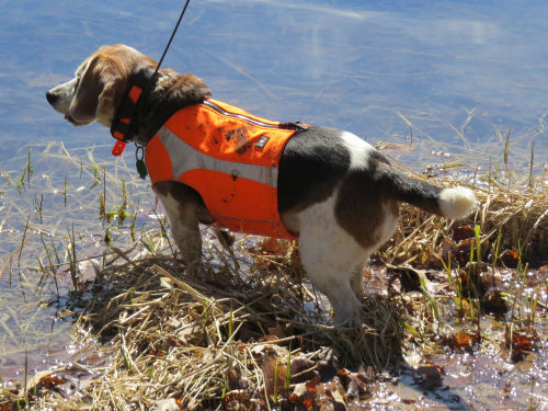 beagle