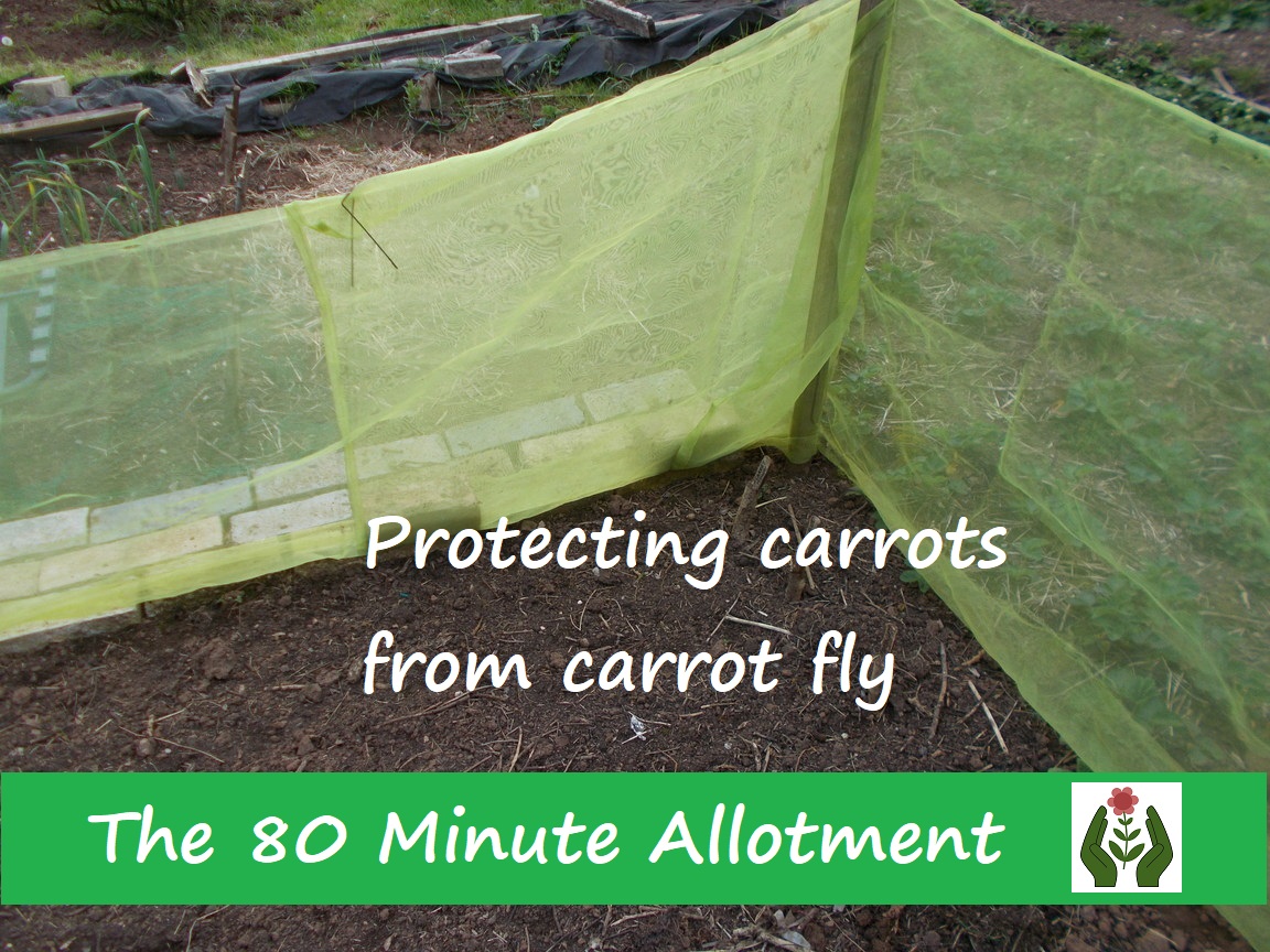 The Green Fingered Blog Protect carrots from carrot fly
