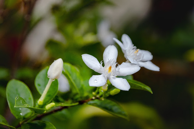 Gambar bunga melati Gambar bunga melati putih