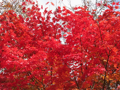 arce-con-sus-ramas-pobladas-de-hojas-rojas