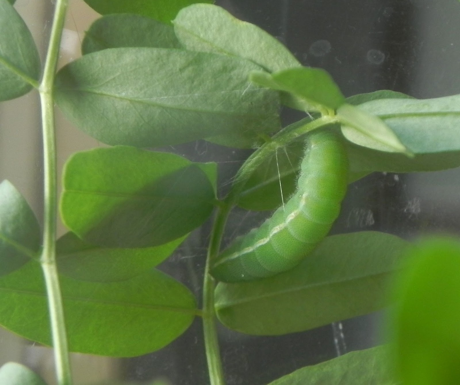 TYWKIWDBI ("TaiWikiWidbee") "Cat's cradle"