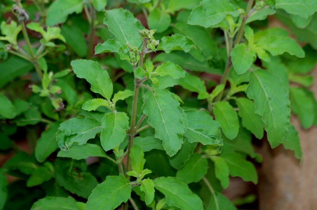 Cherishing India&hellip;.. Holy basil, the sacred Lamiaceae