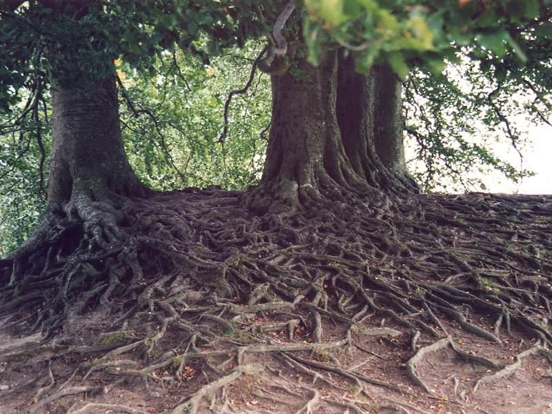 Root See DAILY GRACE: SEE TO IT!