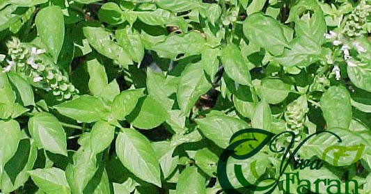 35 Manfaat dan Khasiat Rebusan Daun Seledri untuk