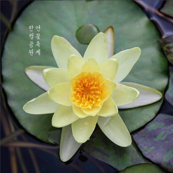 Jeju island, Korea Lotus flower festival from July 1st to September 30th