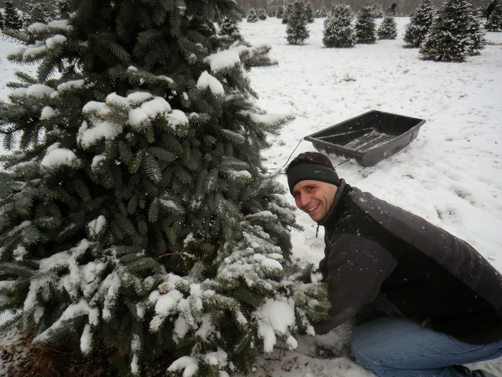 A View from the North Coast Christmas Tree at Manners Tree Farm, New